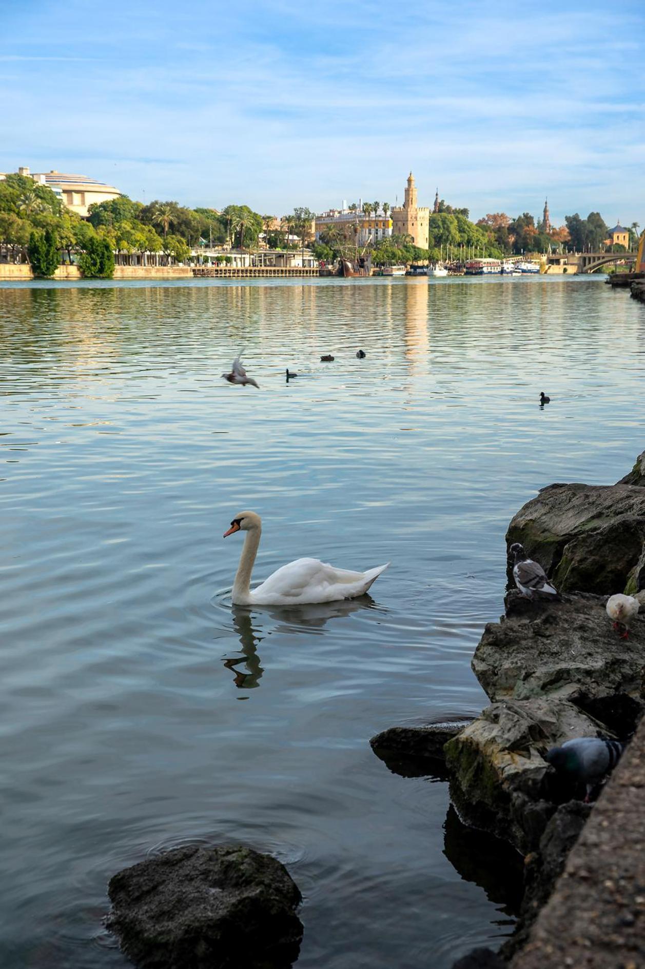 Apartamento Pierre&vacances Sevilla