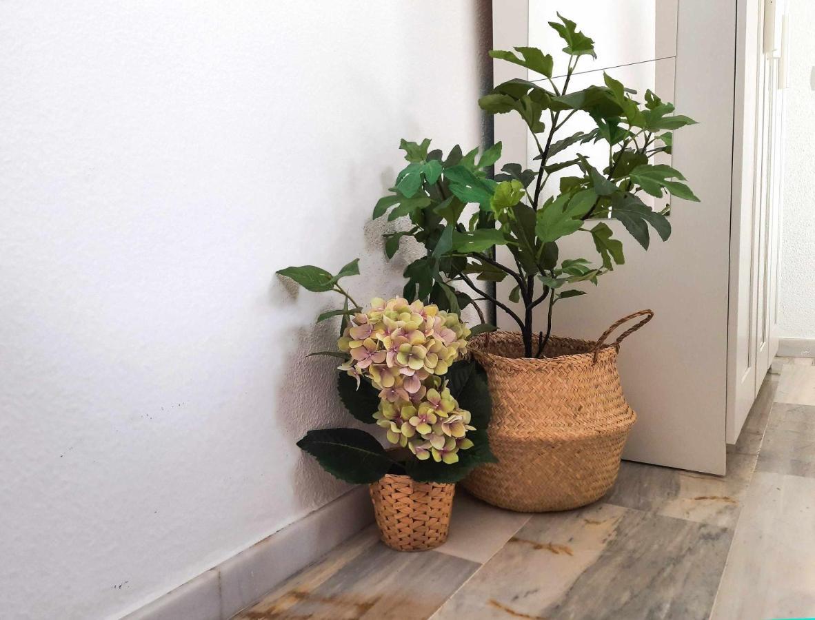 Lovely Center - Sunny Balcony Alfalfa *