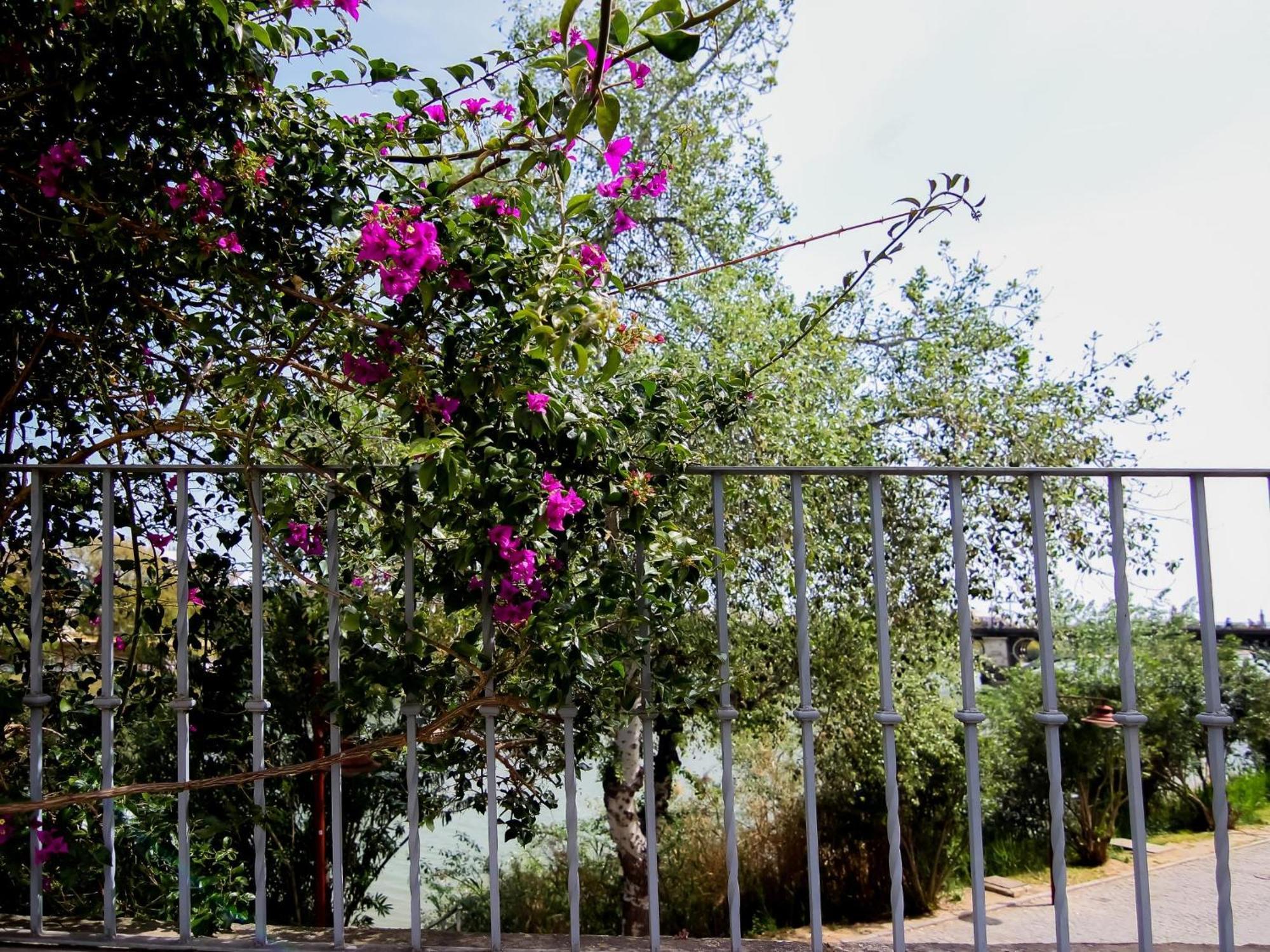 Monkeys Castilla Triana *