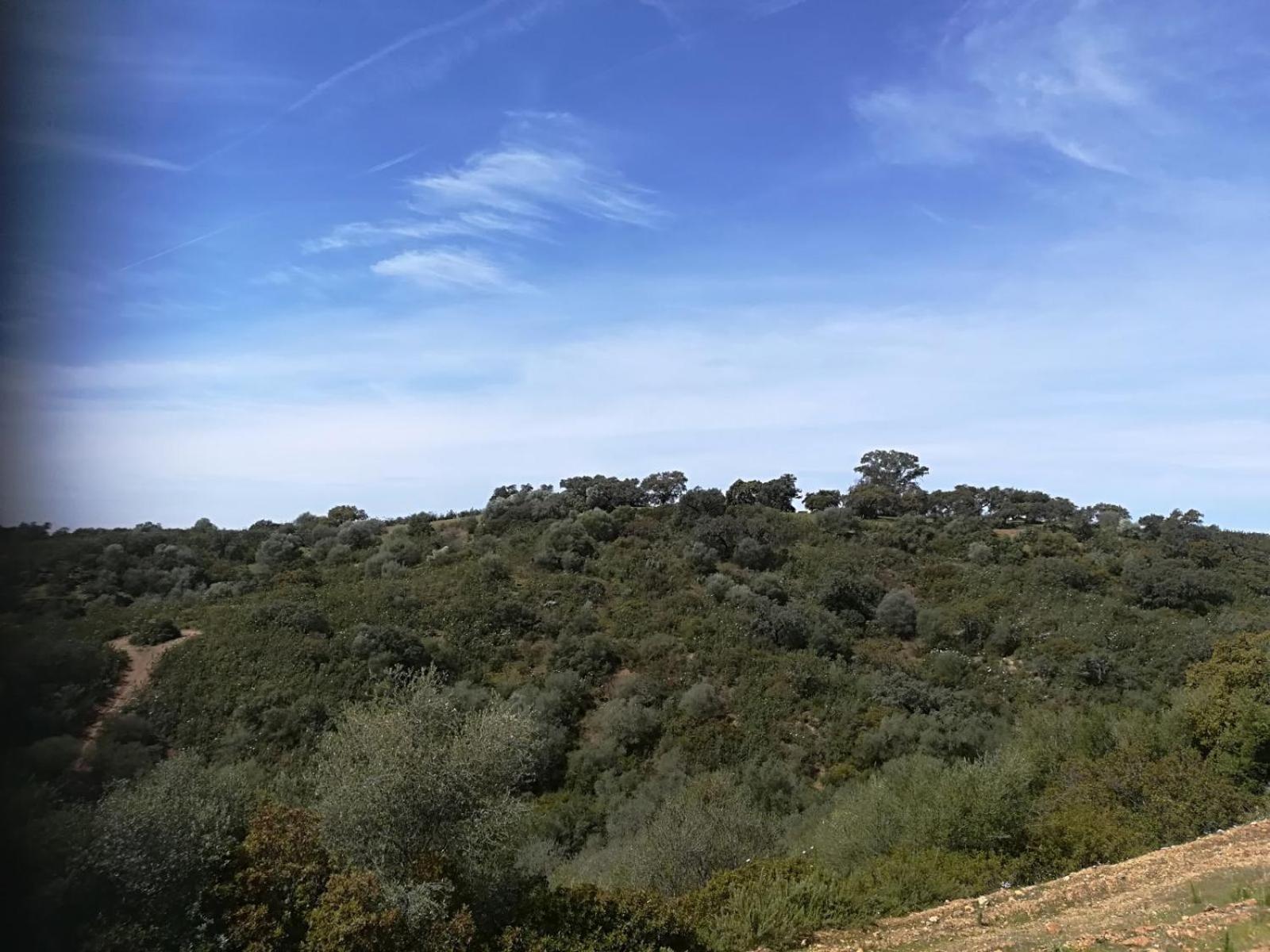 Mesa Del Lobo Cabrahigo *