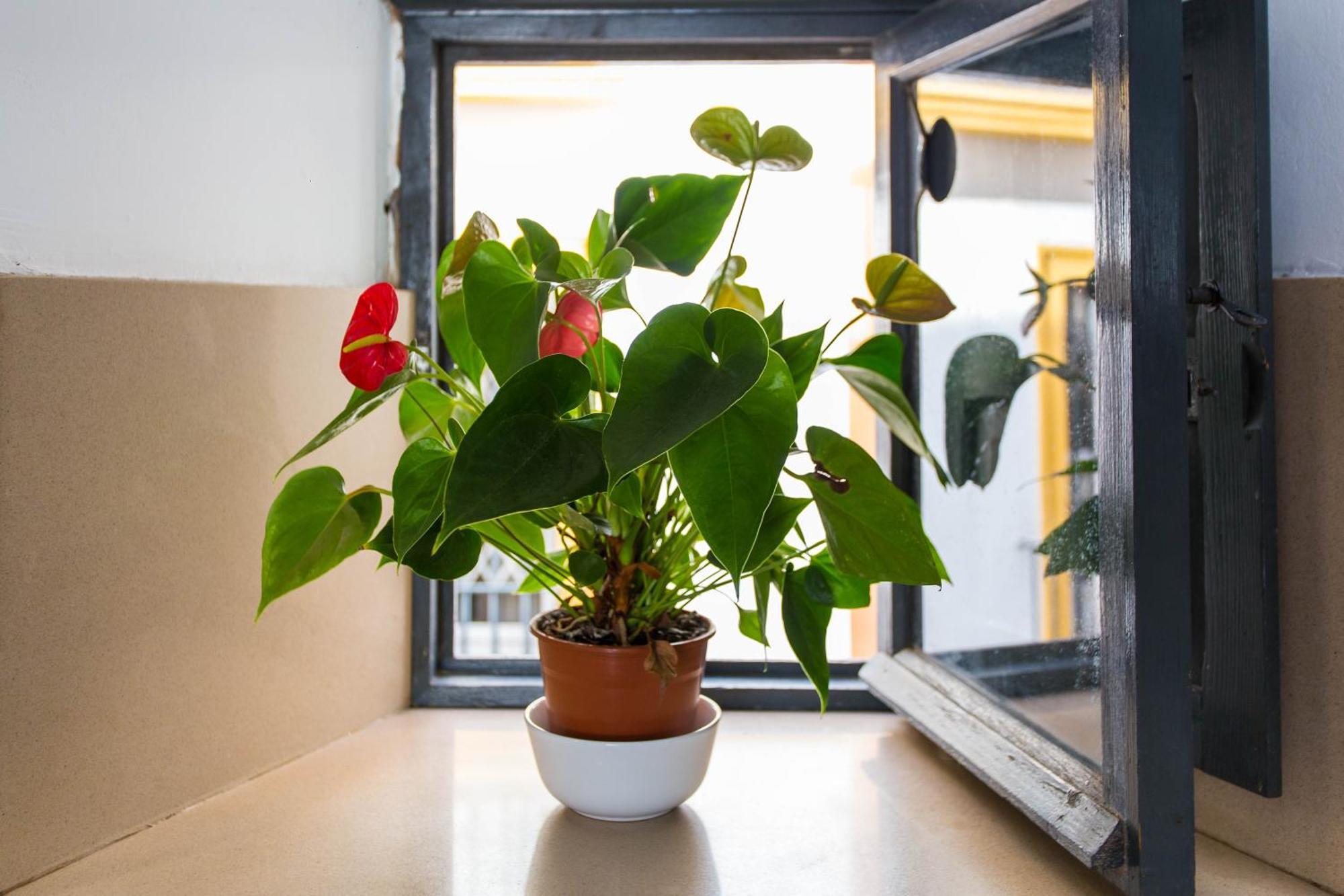 Apartment Corral Del Conde