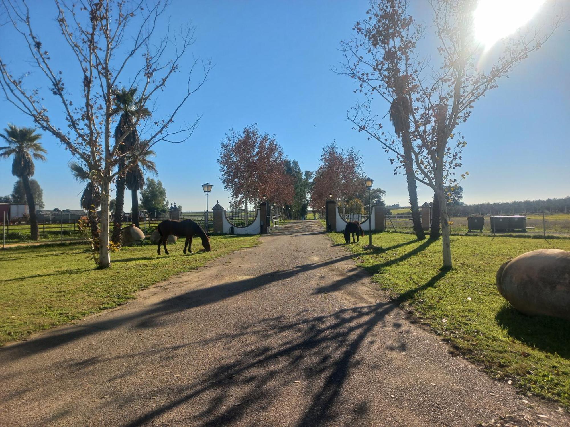 Сasa de vacaciones Cortijo La Amazona Sevilla