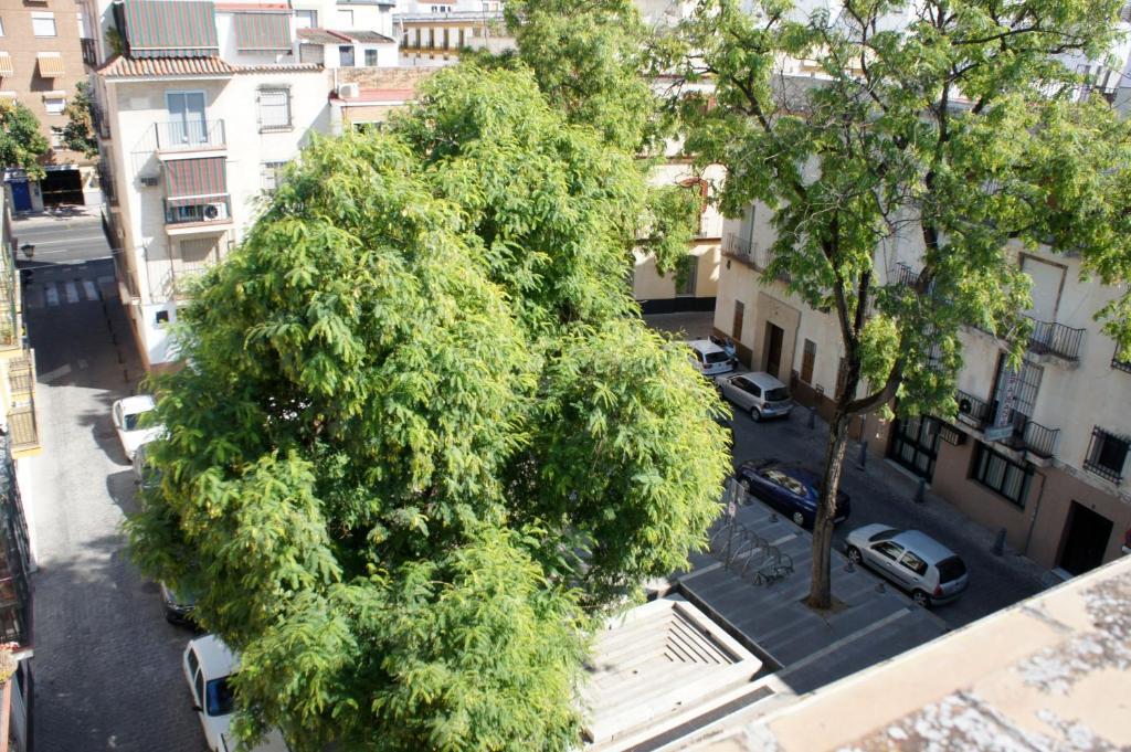 Perez Montilla 2*