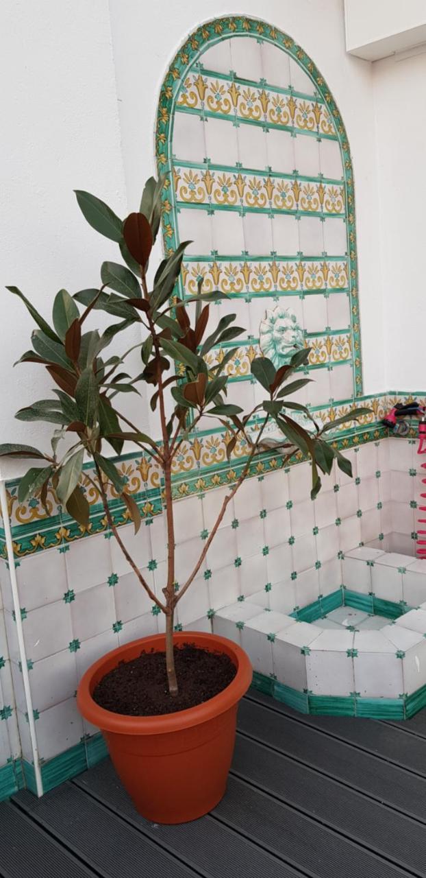 Lux - Sierpes Terrace * Sevilla