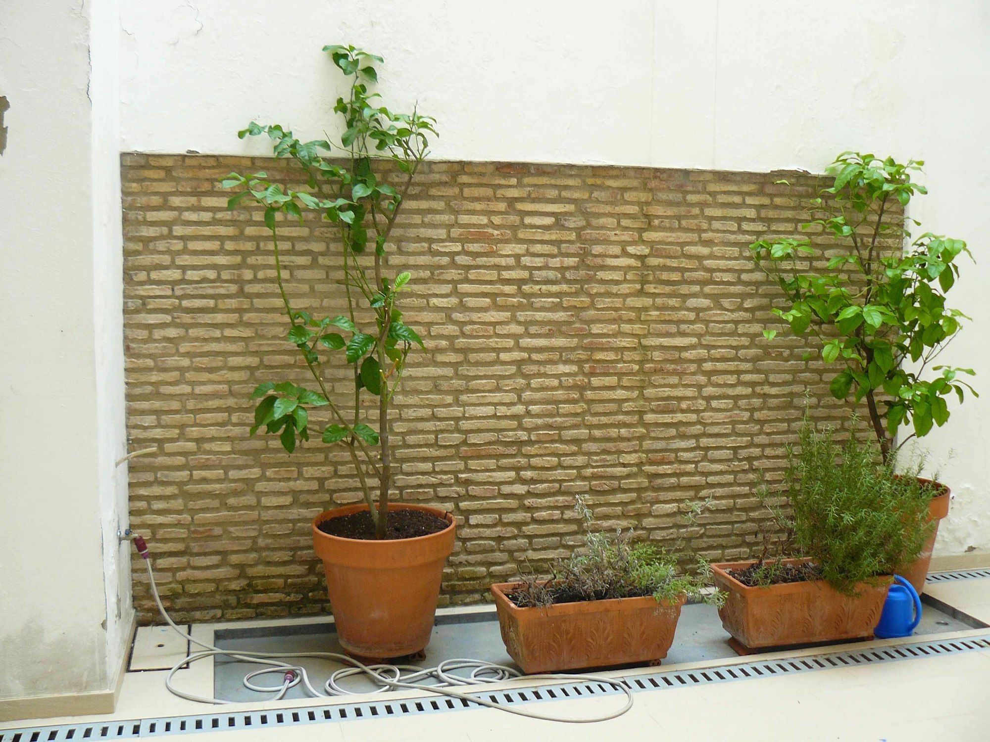 Alfaqueque * Sevilla