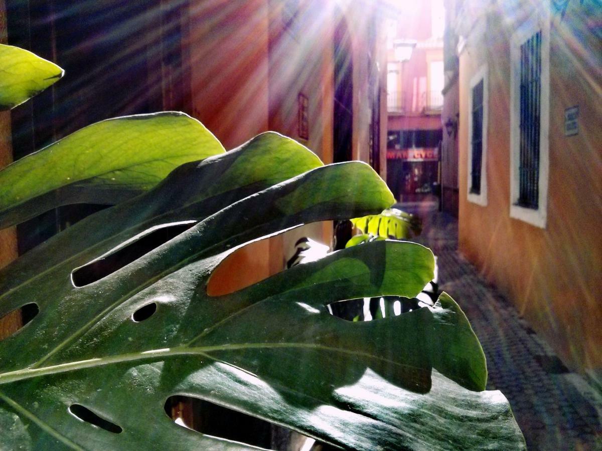 Virgen De La Luz *