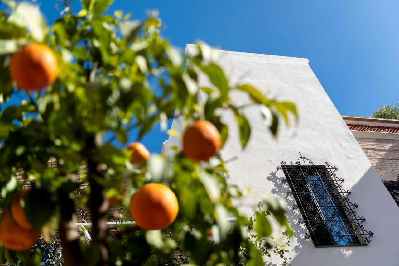 Pájaro Rebelde Bed and breakfast Sevilla