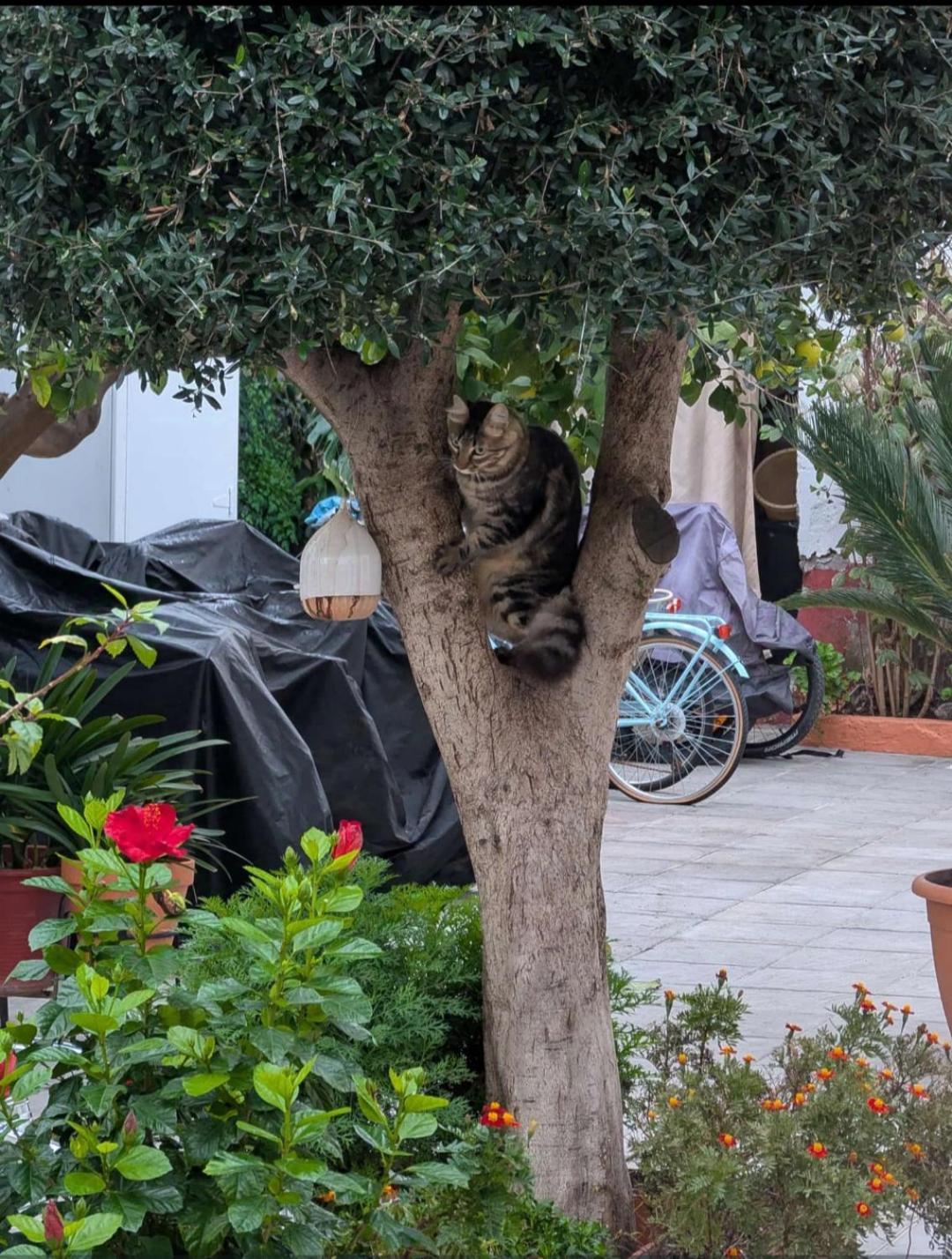 Tipico Y Pintoresco Patio De Vecinos, Con Encanto Apartamento