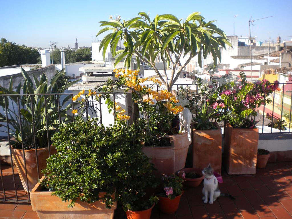 Atico Alameda Apartment Seville